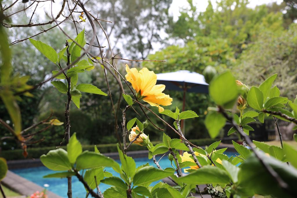 Thorold Country House Thames Ngoại thất bức ảnh